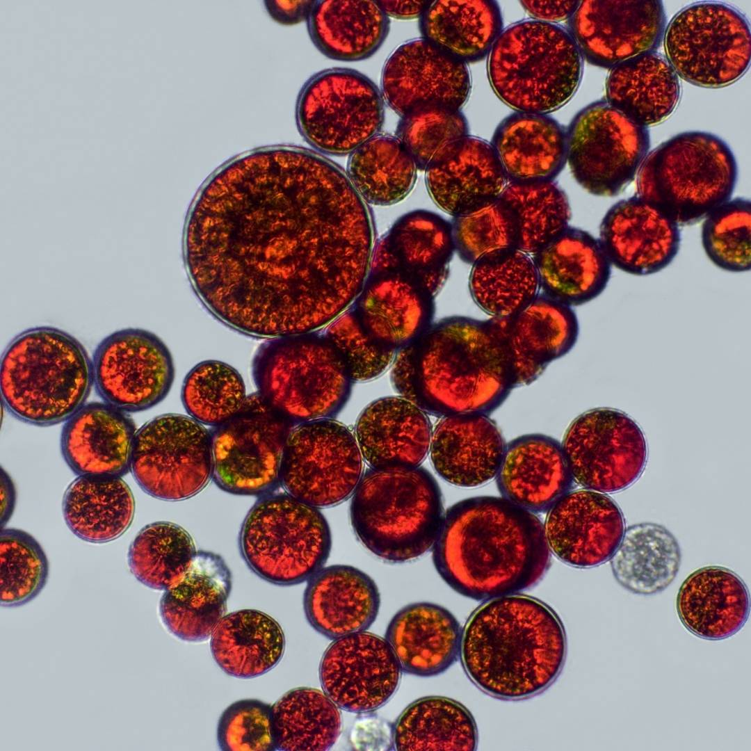 Astaxanthine : bienfaits, effets et comment bien la choisir