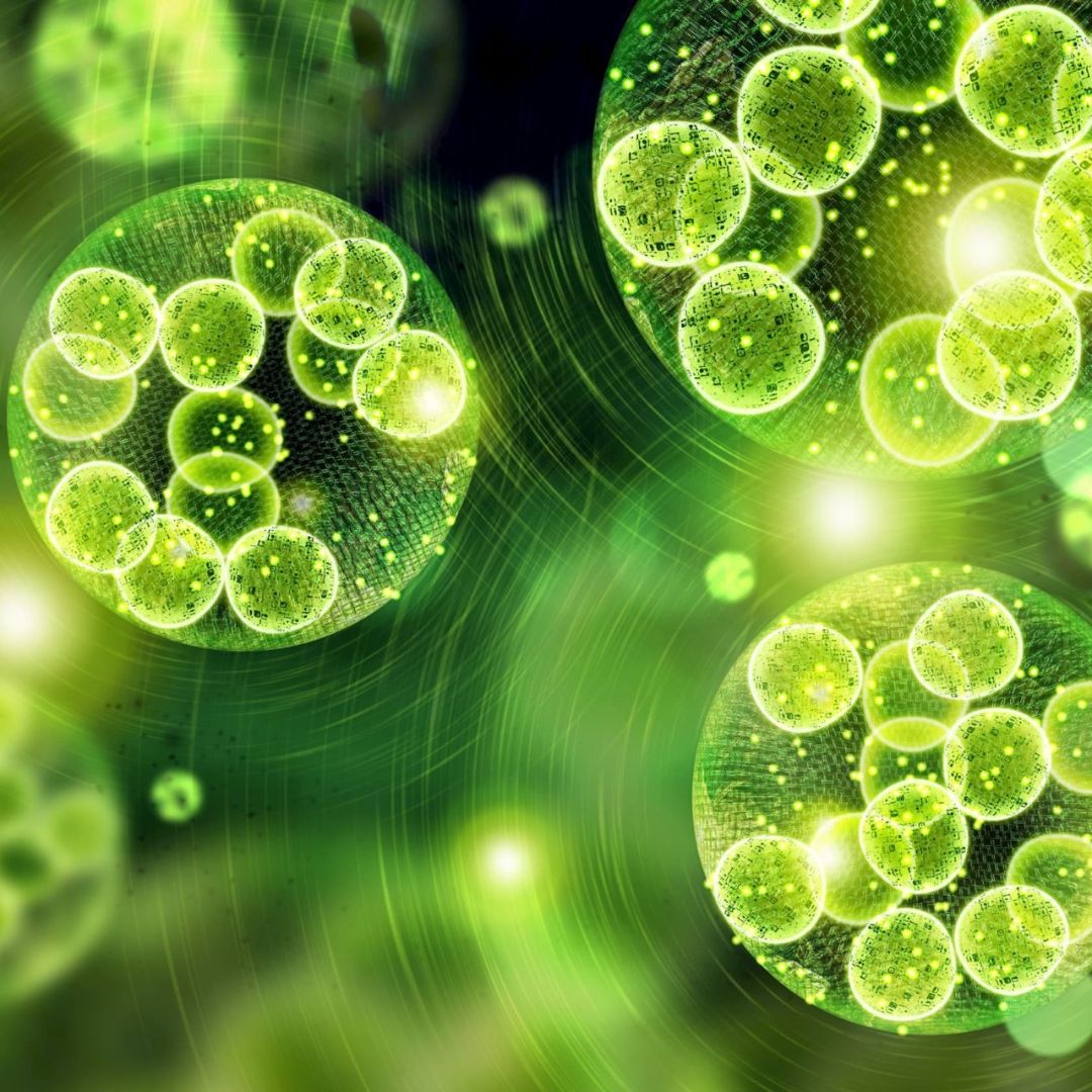 La faible conversion des oméga-3 à chaîne courte (ALA) en oméga-3 à chaîne longue (EPA & DHA)